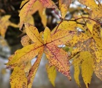 Liquidambar styraciflua 'Gum Ball' - Amberboom 'Gum Ball' - 2