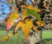 Liquidambar styraciflua 'Gum Ball' - Amberboom 'Gum Ball' - 3