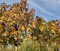 Liquidambar styraciflua 'Gum Ball' - Amberboom 'Gum Ball' - 5