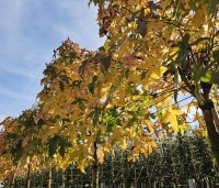 Liquidambar styraciflua 'Gum Ball' - Amberboom 'Gum Ball' - 4