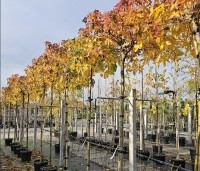 Liquidambar styraciflua 'Gum Ball' - Amberboom 'Gum Ball' - 6