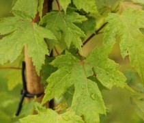 Acer freemanni Autumn Blaze