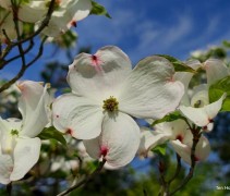 Cornus Florida