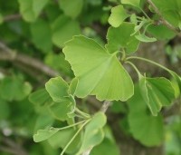 Ginkgo biloba fastigiata 'Blagon' - Japanse Notenboom 'Blagon' - 4