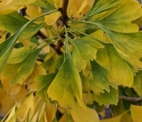 Ginkgo biloba fastigiata 'Blagon' - Japanse Notenboom 'Blagon' - 3