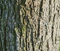 Ulmus 'Camperdownii' - Prieel-iep - 1