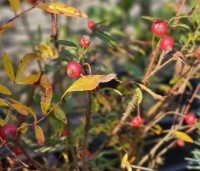 Rosa nitida - Glansroos - 1