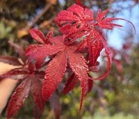 Acer palmatum 'Skeeter's Broom' - Japanse Esdoorn 'Skeeter's Broom' - 2