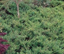 Kamperfoelie pileata voor vakbeplanting