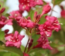 Weigela 'Bristol Ruby'