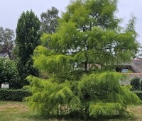 Taxodium distichum - Moerascypres - 1