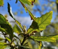 Quercus x turneri 'Pseudoturneri' - Semi- wintergroene eik 'Pseudoturneri' - 1