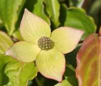Cornus kousa 'Wieting's Select' - Japanse grootbloemige kornoelje 'Wieting's Select' - 7