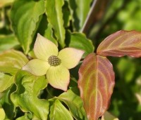 Cornus kousa 'Wieting's Select' - Japanse grootbloemige kornoelje 'Wieting's Select' - 6