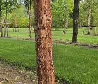 Acer griseum x nikoense - Papieresdoorn nikoense - 2
