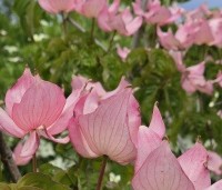 Cornus kousa 'Rosy Teacups' - Japanse grootbloemige kornoelje 'Rosy Teacups' - 1