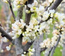 Cercis chinensis 'Shirobana'