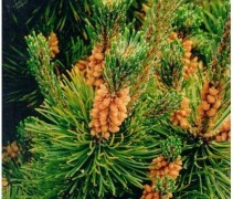 Goed als oppervlakte beplanting; Bergden, bosplantsoen