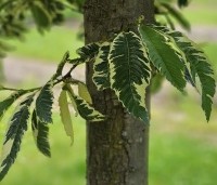 Castanea sativa 'Variegata' - Tamme Kastanje 'Variegata' - 6