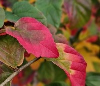 Parrotia persica 'Bella' - Perzisch IJzerhout - 3
