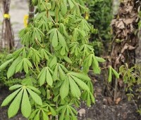 Aesculus hippocastanum - Witte paardenkastanje - bosplantsoen