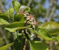 Malus dom. 'Bramley's Seedling' - Malus 'Bramley's Seedling' - 4