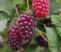 Rubus 'Loganberry' - Loganbes - eind juni