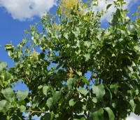 Syringa pekinensis 'China Snow' - Chinese sering 'China Snow' - 5