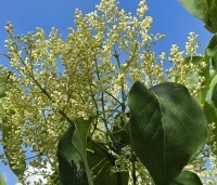 Syringa pekinensis 'China Snow' - Chinese sering 'China Snow' - 4