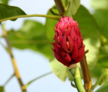 Magnolia Tripetala detailfoto