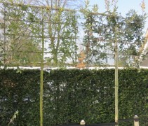 Quercus Ilex