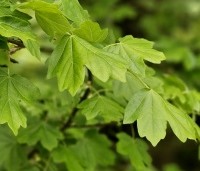 Acer campestre - Veldesdoorn - 1