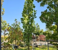 Liriodendron tulipifera 'Fastigiatum' - Zuilvormige Tulpenboom - 2