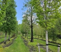 Acer rubrum 'Scanlon' - Rode esdoorn 'Scanlon' - 2