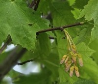 Acer rubrum 'Scanlon' - Rode esdoorn 'Scanlon' - 3