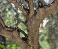 Olea europea - Olijfboom - 6
