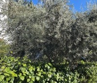Olea europea - Olijfboom - 5