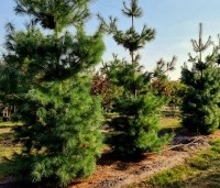 Pinus strobus - Weymouthden - 5