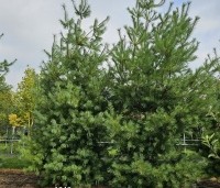 Pinus strobus - Weymouthden - 4