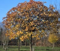Liquidambar styraciflua 'Gum Ball' - Amberboom 'Gum Ball' - 1