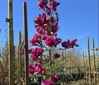 Magnolia 'Emperor' - Magnolia 'Emperor' - 3