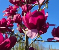 Magnolia 'Emperor' - Magnolia 'Emperor' - 1