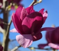 Magnolia 'Emperor' - Magnolia 'Emperor' - 2