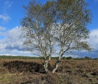 Betula pendula - Ruwe berk - 3