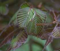 Fagus sylv. 'Atropunicea' kleurnuances