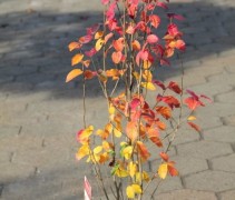 Parrotia Persian Spire