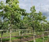 Carya illinoinensis 'Choctaw' - Pecan boom - 2