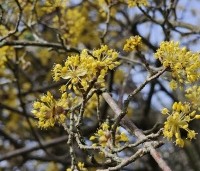 Cornus mas - Gele kornoelje - 2