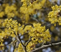 Cornus mas - Gele kornoelje - 1
