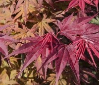 Acer palmatum 'Atropurpureum' - Japanse Esdoorn 'Atropurpureum' - 2